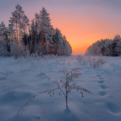 Winter morning on the edge of the forest