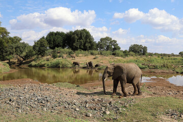 Obraz premium Afrikanischer Elefant am Olifants River / African elephant at Olifants River / Loxodonta africana.