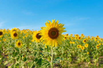 Fototapeta premium sunflower field