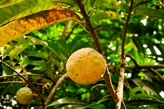 Exotic Yellow fruit of Wild Sweetsop (Annona reticulata) or Sugar Apple