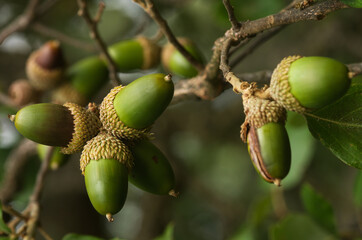 Several green Cork Oak acorns on a twig - Quercus suber