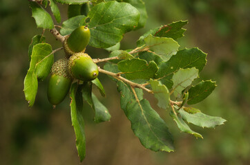 Green Cork Oak acorns and leaves on a twig - Quercus suber