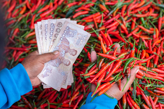 Thai farmers hand holding Thai banknotes with ripe red pepper background