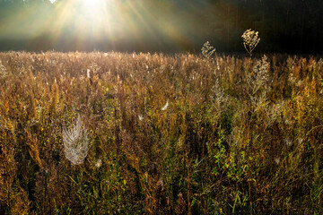 Sun rays over the trees and the meadow, spider's web
