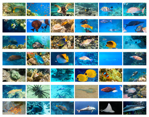 collage of underwater images. Collection of tropical fishes