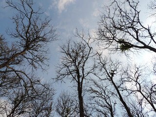 branches against sky