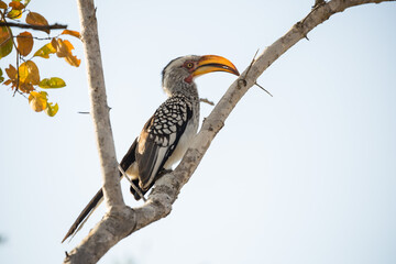 Südlicher Gelbschnabel Hornvogel, Tockus leucomelas. Afrika. Detail-Porträt des Vogels mit großen gelben Schnabel. Tierweltszene aus afrikanischer Natur