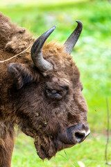 Inside Bialowieski National Park, untouched by human hand, bison