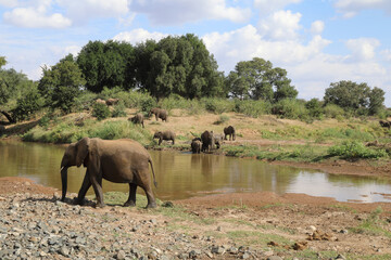 Fototapeta na wymiar Afrikanischer Elefant im Olifants River / African elephant in Olifants River / Loxodonta africana.