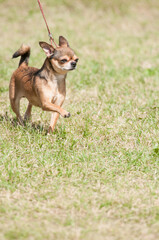 Chihuahua strut