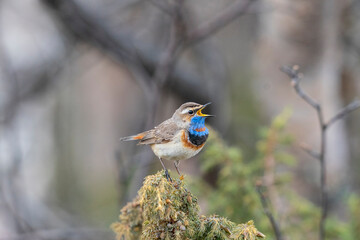 The bluethroat (Luscinia svecica)