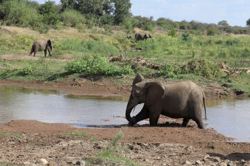 Afrikanischer Elefant im Olifants River / African elephant in Olifants River / Loxodonta africana.