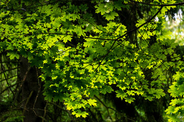 Inside Bialowieski National Park, untouched by human hand, leaf