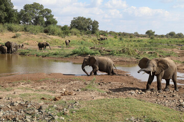 Fototapeta na wymiar Afrikanischer Elefant im Olifants River / African elephant in Olifants River / Loxodonta africana.