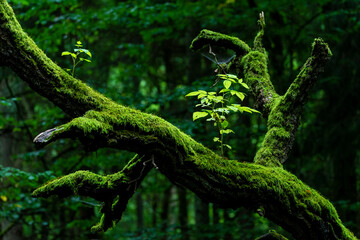 Inside Bialowieski National Park, untouched by human hand, new life