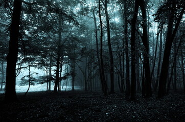 In the Fantasy Forest. Mystery foggy horror forest . Beautiful  autumn nature in green mood.