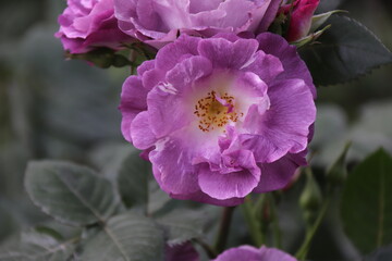 Colorful purple flower with bee in top view shot. Honey bee collecting pollen at purple rose. Bees eating nectar deliciously in purple flower of the peaceful morning