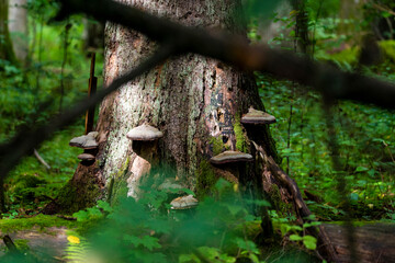 Inside Bialowieski National Park, untouched by human hand