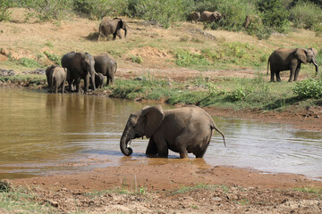 Fototapeta premium Afrikanischer Elefant im Olifants River / African elephant in Olifants River / Loxodonta africana.
