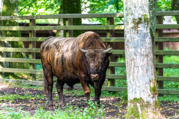 Inside Bialowieski National Park, untouched by human hand, hybrid bison