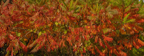 Autumn coloration of Rhus typhina (Staghorn sumac, Anacardiaceae). Blurred background. Selective focus. Close-up. Red, orange, yellow and green sumac leaves. Natural texture pattern background