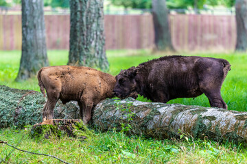 Inside Bialowieski National Park, untouched by human hand, ypung bisons
