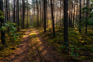 Sun rays over the trees and the meadow