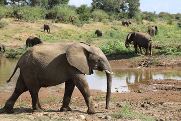 Afrikanischer Elefant am Olifants River / African elephant at Olifants River / Loxodonta africana.