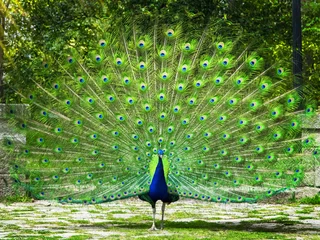 Zelfklevend Fotobehang Peacock with feathers out. Beautiful peacock. Peacock showing its tail. Colorful green tail © Katarzyna