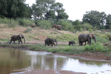 Naklejka na ściany i meble Afrikanischer Elefant am Olifants River / African elephant at Olifants River / Loxodonta africana..