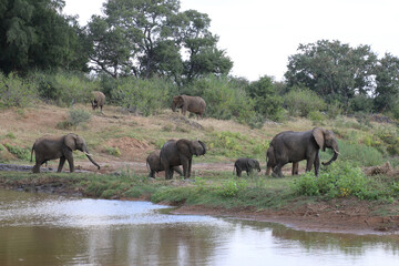 Fototapeta premium Afrikanischer Elefant am Olifants River / African elephant at Olifants River / Loxodonta africana.