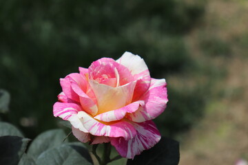 Close up view of hybrid Rose with yellow, orange, white and pink color with blurred background in a garden in Sichuan, China