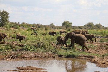 Naklejka na ściany i meble Afrikanischer Elefant am Olifants River / African elephant at Olifants River / Loxodonta africana.