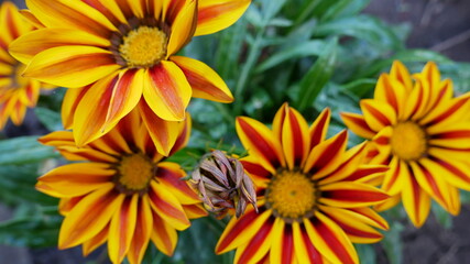 yellow flowers in the garden