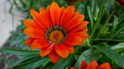 orange flower in the garden