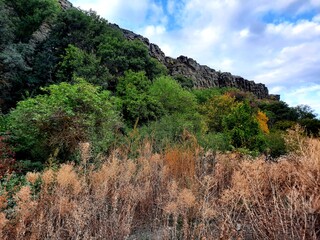 pine tree in the mountains