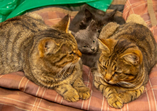  Two tabby cats and several kittens are lying on a checkered Mat.