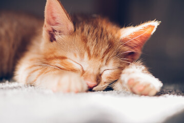 Close up of Cute little ginger kitten sleeps on carpeted floor in the sun, strong shadows