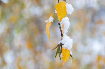 branch with yellow willow leaves covered with fresh snow. snow in november. soft focus