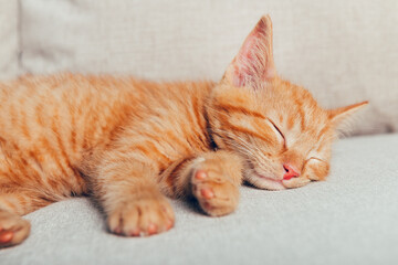 Cute little ginger kitten sleeps on the sofa in living room