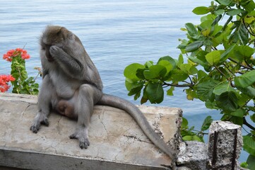 Monkey in Bali Temple, Indonesia