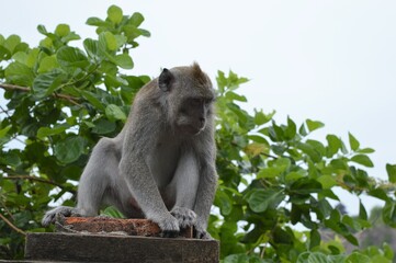 Naklejka na ściany i meble Monkey in Bali Temple, Indonesia