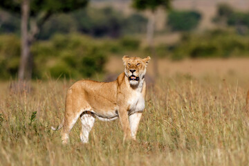 Fototapeta na wymiar Lion hunting in the Masai Mara National Park in Kenya