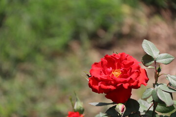 Close up view of red rose in a garden with blurred background