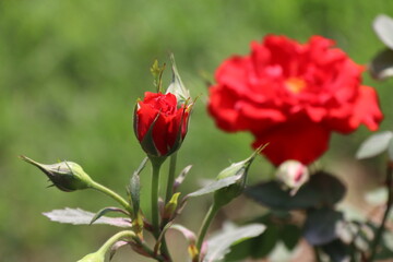 Close up view of red rose in a garden with blurred background