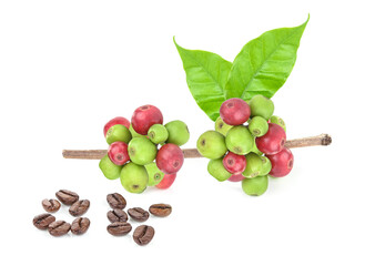coffee beans  isolated on white background