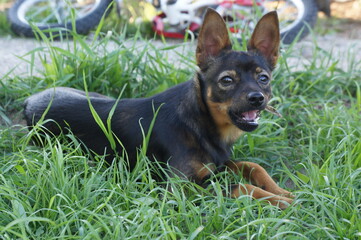 Little dog
