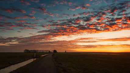 Flocks of geese above the island of Marken with the lighthouse Het Paard van Marken in the...