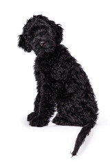 Sweet curious black puppy Labradoodle or cobberdog, sitting looking towards the camera with a slightly crooked head. Isolated on a white background.
