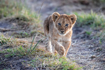 Naklejka na ściany i meble Lion cub discovers the world in the Masai Mara National Park in Kenya